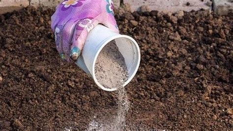 Преимущества использования золы и перегноя в садоводстве