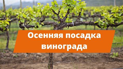 Преимущества и недостатки засыпания винограда землей выше посадки