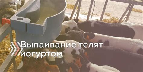 Преимущества йогурта из сухого молока