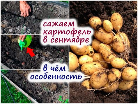 Преимущества перекапывания земли под картошку осенью