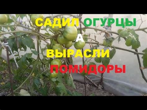 Преимущества посадки чеснока после урожая огурцов