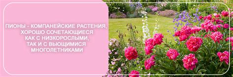 Преимущества посадки чубушников рядом с пионами