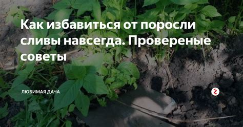 Преимущества прививки поросли сливы