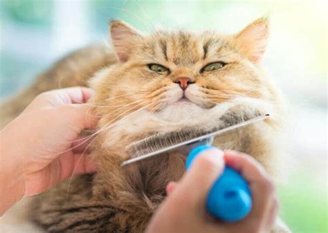 Признаки заражения глистами у новорожденных котят