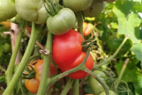 Применение добавок и заменителей для улучшения вкуса