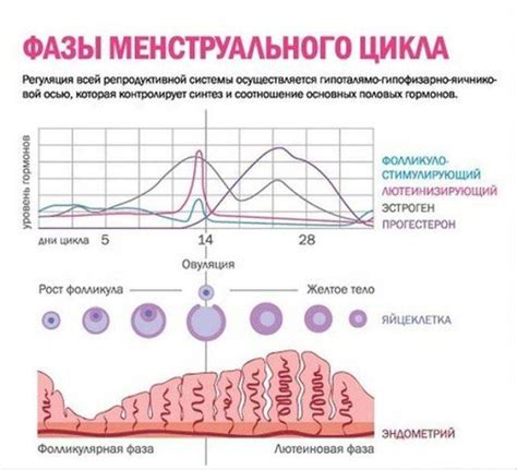 Причины низкого прогестерона после овуляции