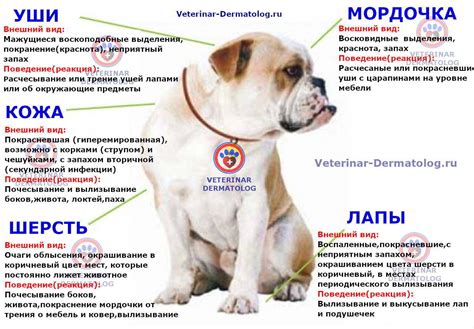 Причины появления аллергии на творог у собак