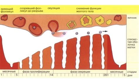 Причины появления коричневых выделений после употребления Дюфастона