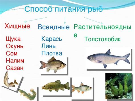 Проблемы, связанные с содержанием рыб в группе