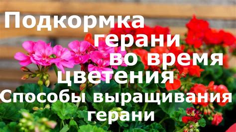Проблемы и рекомендации при размножении герани во время цветения