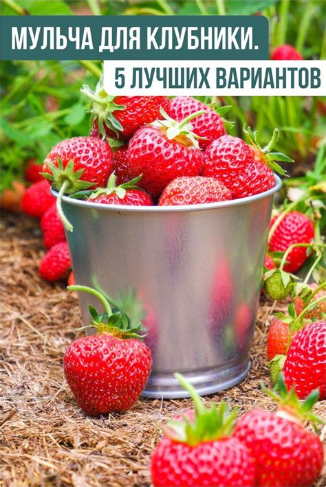 Проверенные способы сбора мульчи с клубники: