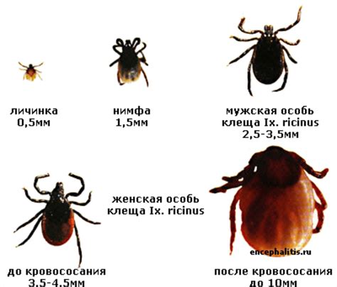 Профилактика размножения лесных клещей в квартире