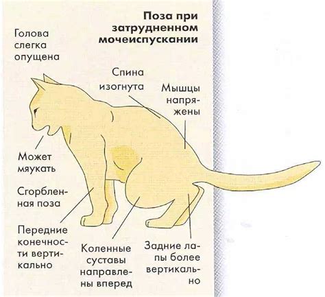 Профилактические меры для предотвращения мочекаменной болезни у котов