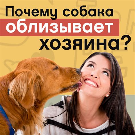 Проявление любви к собаке без целования с языком