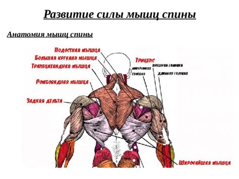 Развитие мышц спины