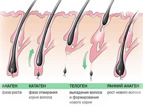 Раздел 1: Недостаточное количество волос