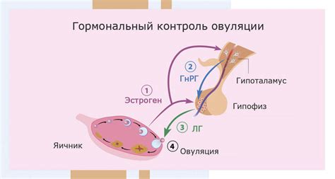Размножение и гормональные изменения у сук
