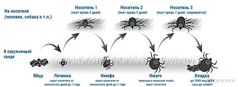 Размножение лесных клещей в квартире
