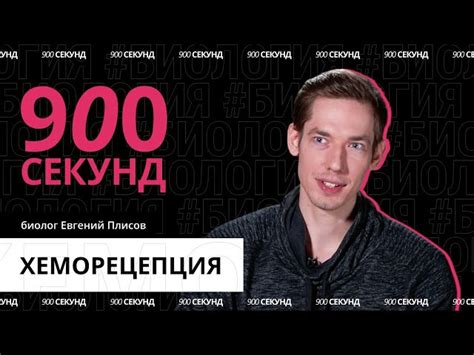 Разнообразие вкусовых ощущений