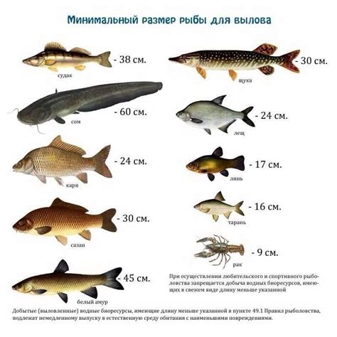 Разрешенные виды рыбы и уловы