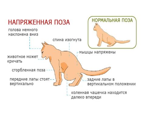 Распознавание симптомов мочекаменной болезни у котов