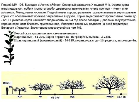 Регулирование размера растения