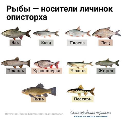 Рекомендации по включению речной рыбы в рацион
