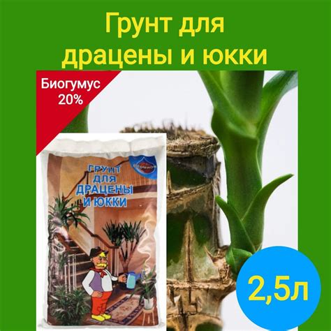 Рекомендации по посадке юкки в универсальный грунт