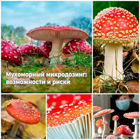 Риски и предостережения