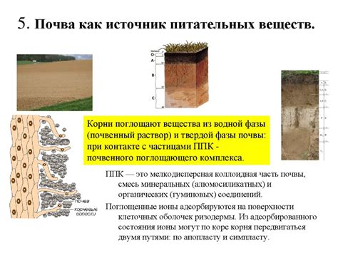 Рис как источник питательных веществ