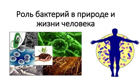 Роль бактерий в экосистеме и человеческом организме