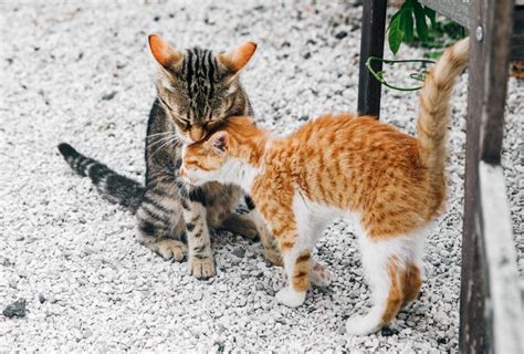 Роль бродячих котов в обществе: от питомцев до терапевтов