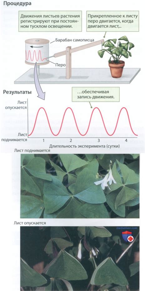 Роль вощины в регулировке влажности