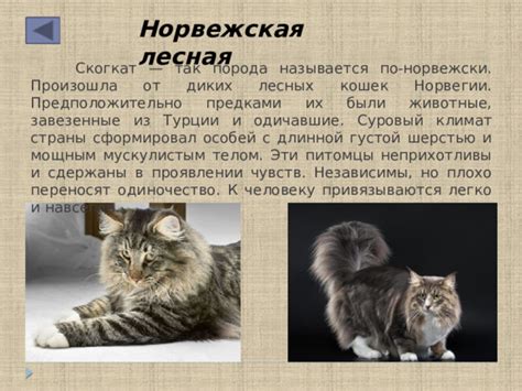 Роль генетики в проявлении чувств у кошек
