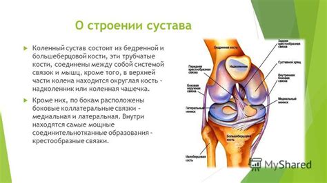Роль коленного сустава