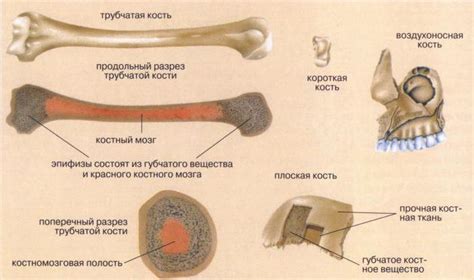 Роль костей в организме