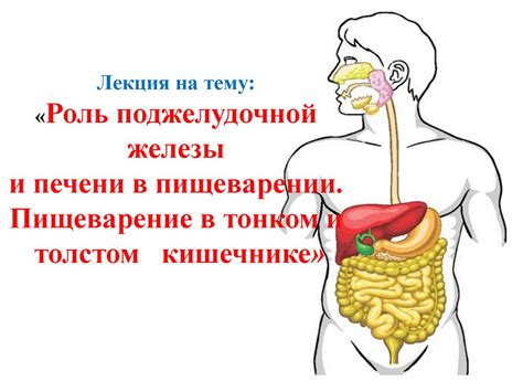 Роль мальтозы в пищеварении