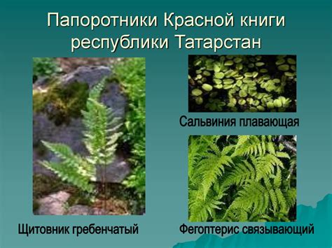 Роль папоротников в удержании почвы