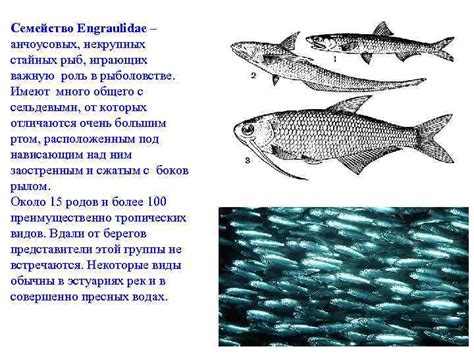 Роль цвета в рыболовстве: