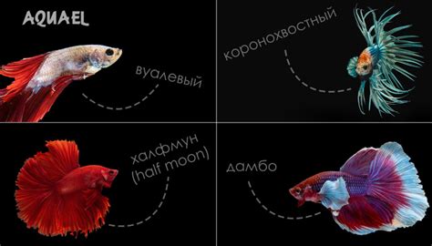 Рыбы петушки: особенности и условия содержания