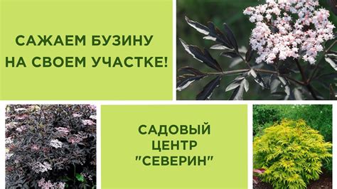 Садим бузину на участке: советы и рекомендации