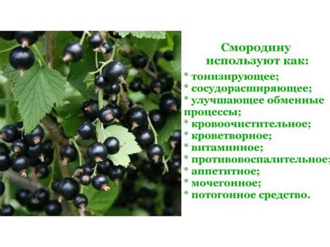 Свойства и состав черной смородины