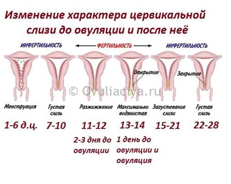 Связь мажущих выделений после овуляции с беременностью