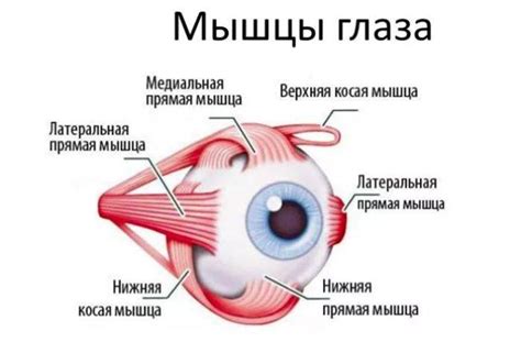 Силовые упражнения для укрепления мышц глазного яблока