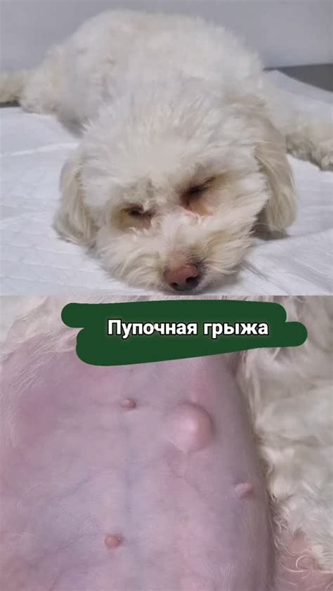 Симптомы и причины возникновения пупочной грыжи у собаки