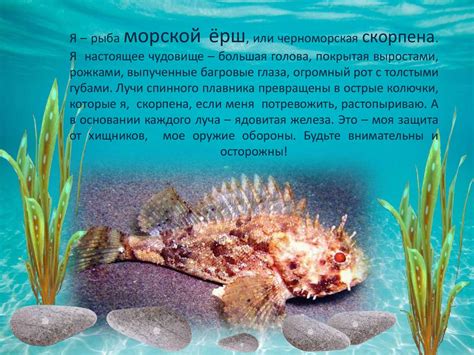 Скаты из Черного моря
