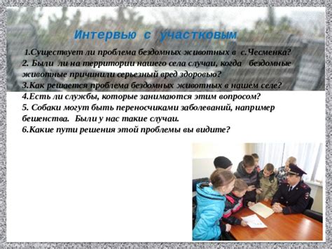 Современные бродячие коты: проблемы и решения