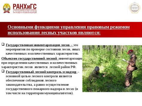 Сроки использования лесных участков: общая информация