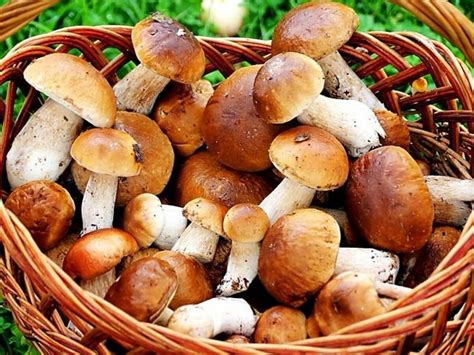 Сроки хранения замороженных маринованных грибов