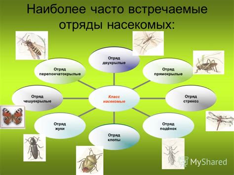 Стрекозы: часто встречаемые насекомые